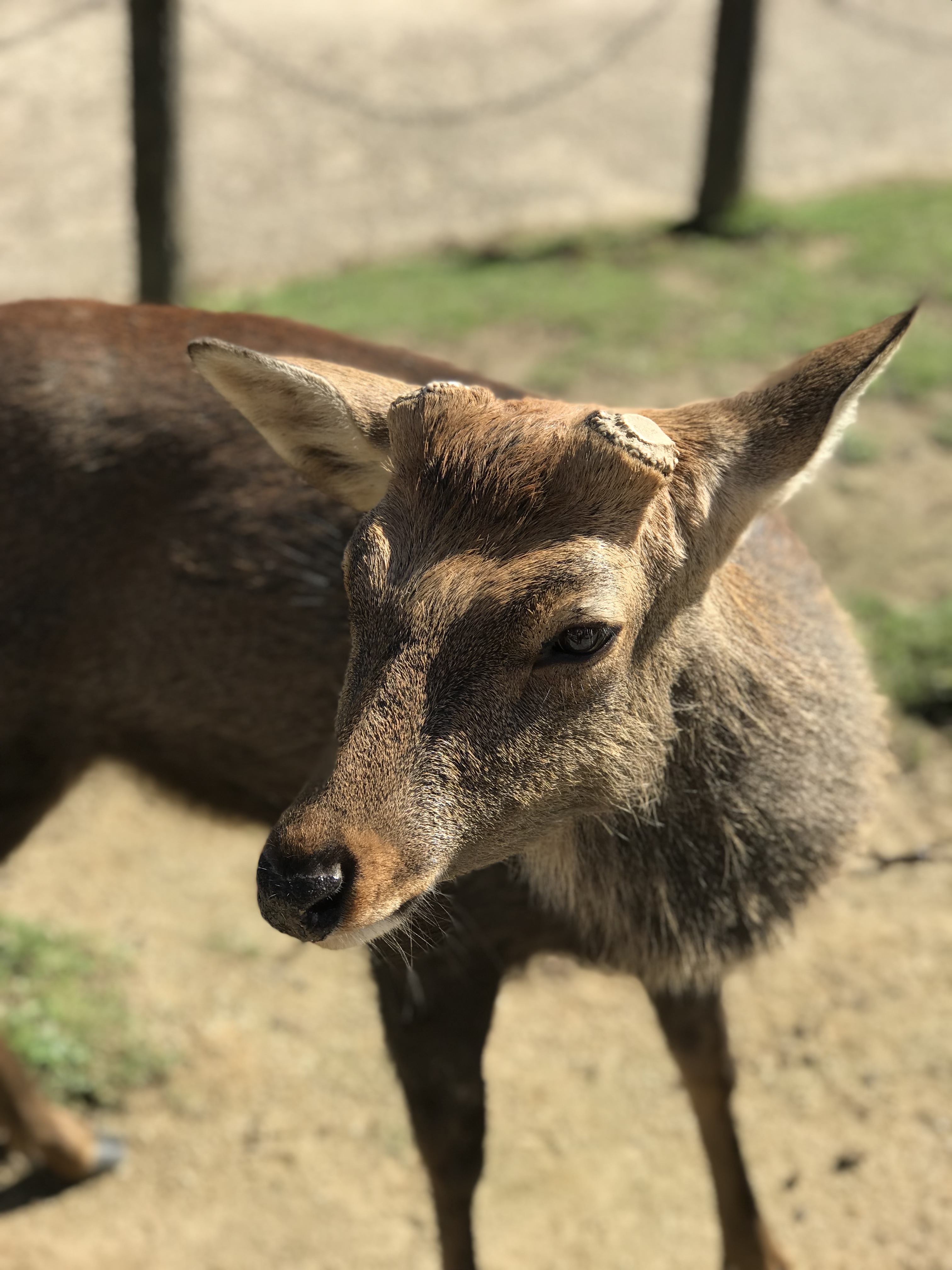 Heilig, aber oben ohne – die Hirsche von Nara