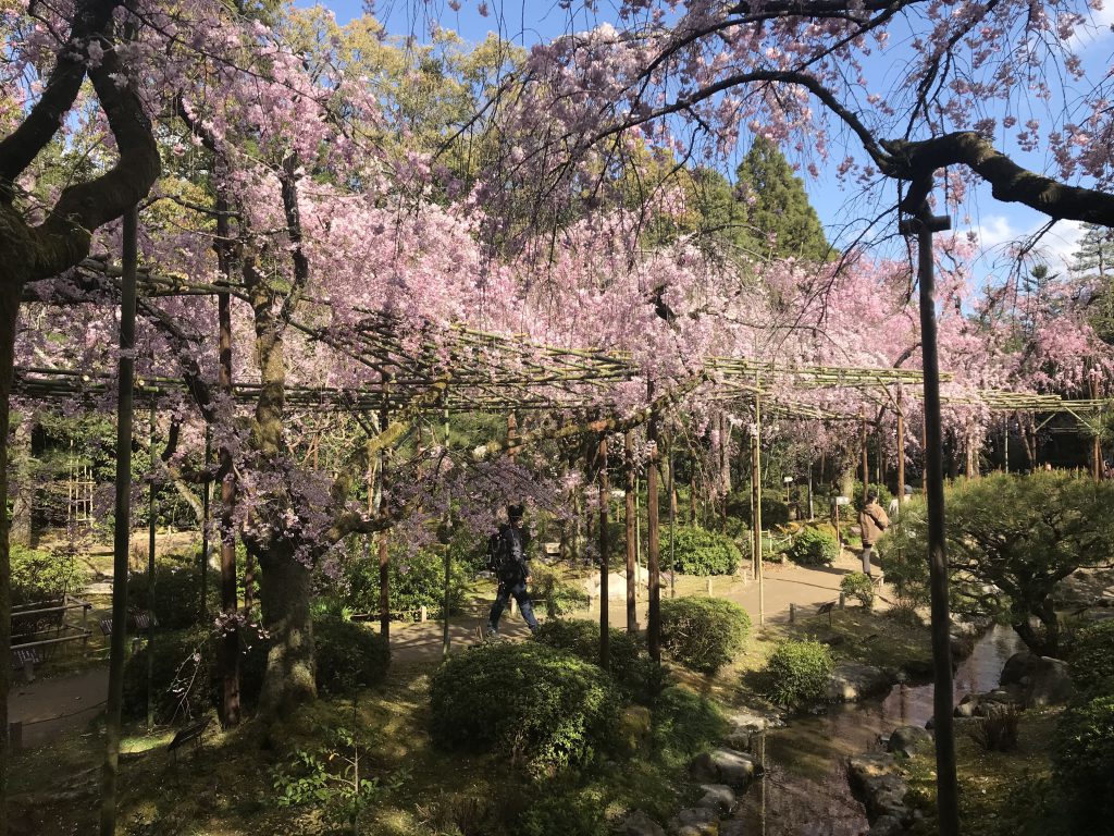 Kirschblüte Heian Jingu Schrein Kyoto